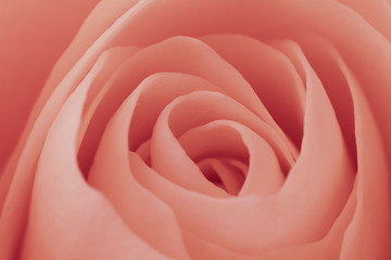 Image showing pink rose macro