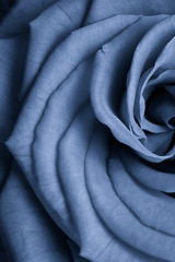 Image showing blue rose