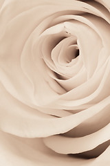 Image showing white rose close up