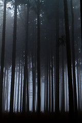 Image showing misty forest