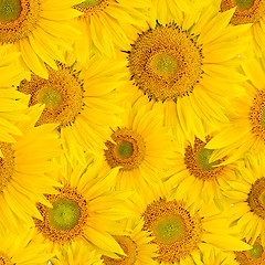 Image showing background made of beautiful sunflowers