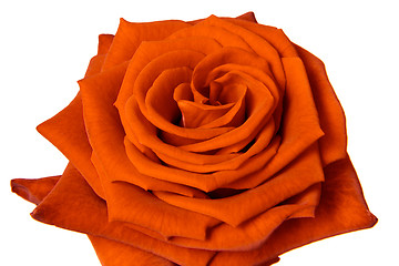 Image showing orange rose