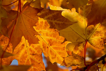 Image showing autumn foliage