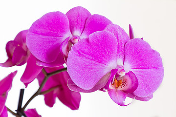 Image showing pink orchid