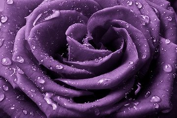 Image showing violet rose