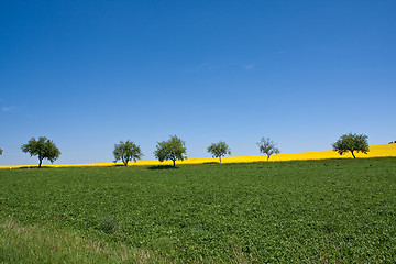 Image showing rape field