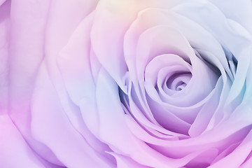 Image showing multicolor rose