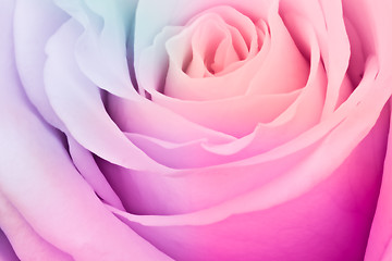 Image showing multicolor rose