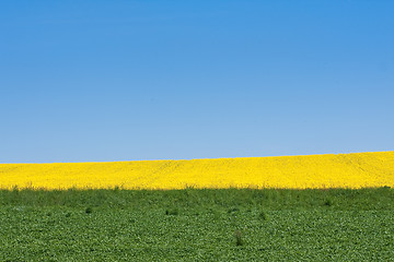 Image showing rape field