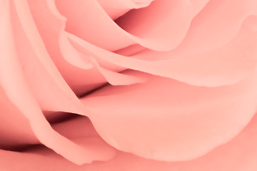 Image showing pink rose close up