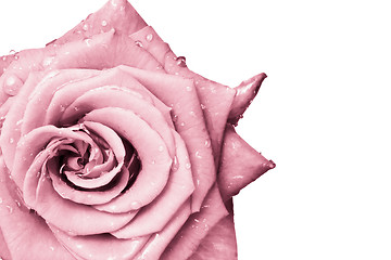 Image showing pink rose