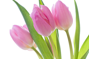 Image showing pink tulips