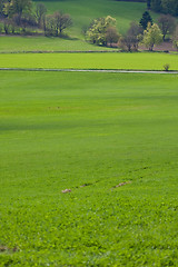 Image showing green field