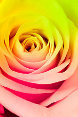 Image showing multicolor rose