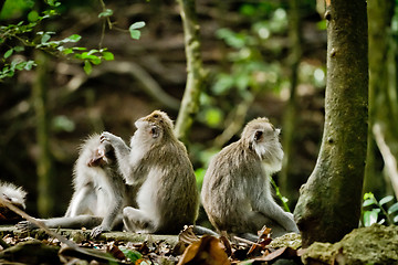 Image showing Monkey (Macaca fascicularis)