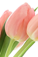 Image showing orange tulips