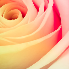 Image showing multicolor rose