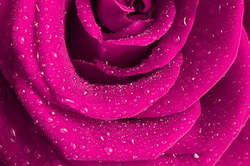 Image showing pink rose