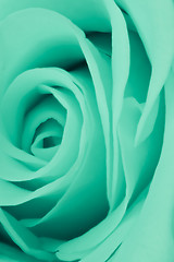 Image showing green rose close up