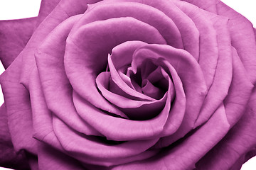 Image showing pink rose