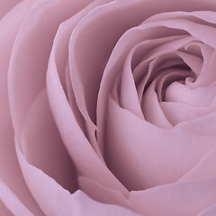 Image showing pink rose macro