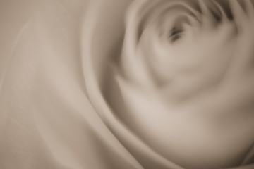 Image showing white rose macro