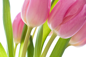 Image showing pink tulips