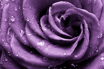 Image showing violet rose