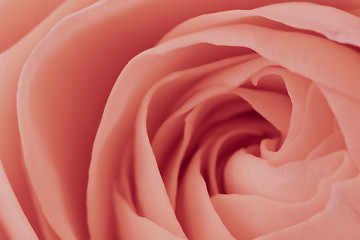 Image showing pink rose macro