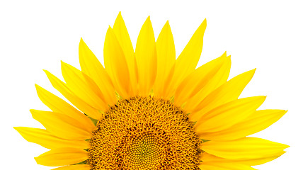 Image showing sunflower