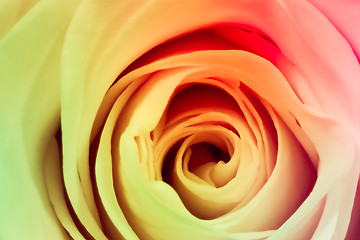 Image showing multicolor rose