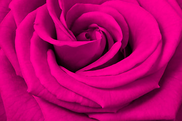 Image showing pink rose