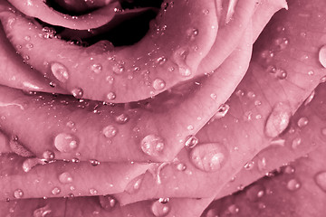 Image showing pink rose