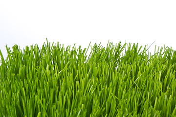 Image showing green grass