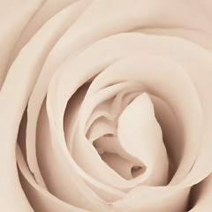 Image showing white rose close up