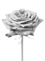 Image showing white rose