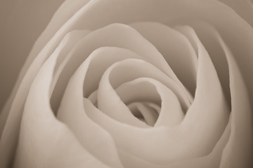 Image showing white rose macro