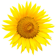 Image showing sunflower