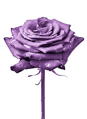 Image showing violet rose