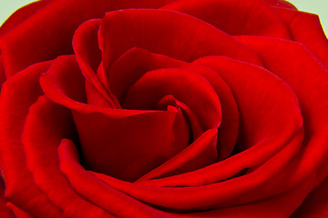 Image showing red rose