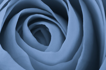 Image showing blue rose macro