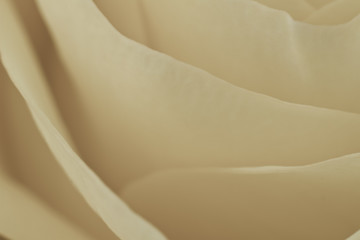 Image showing white rose macro