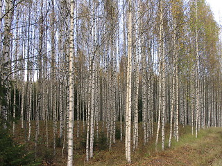 Image showing birch trees early spring 1.