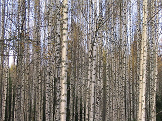 Image showing birch trees early spring 2.