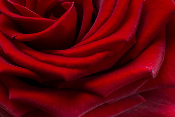 Image showing red rose