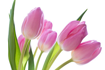 Image showing pink tulips