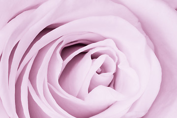 Image showing violet rose close up