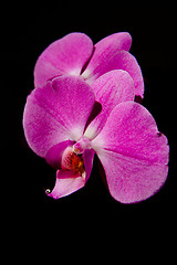 Image showing pink orchid