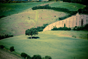 Image showing Typical Tuscan landscape