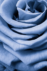 Image showing blue rose